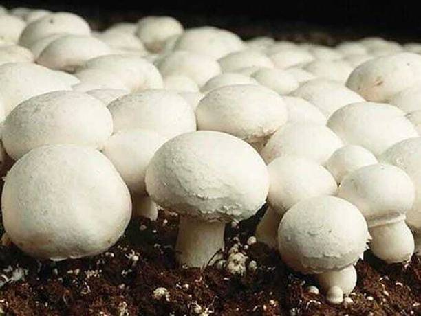 rrr Button mushroom seed,Healthy,Vegetable Seed