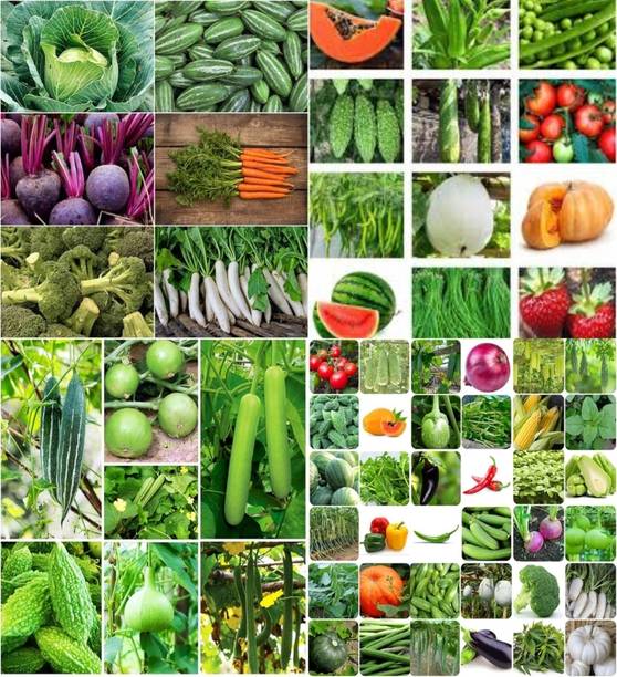 ibains Green vegetable hybrid seeds beez 217 Seed