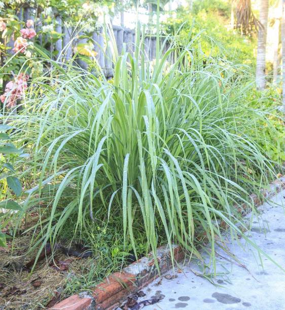 Mozette Organic lemon grass herb Seed