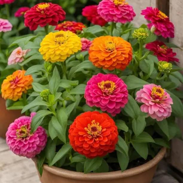 BEE Garden Zinnia Double Mixed Color Seeds & Free cocopeat for healthy growth Se