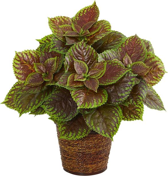 CYBEXIS Coleus Seeds Annual flowers,Shaded loving Seed