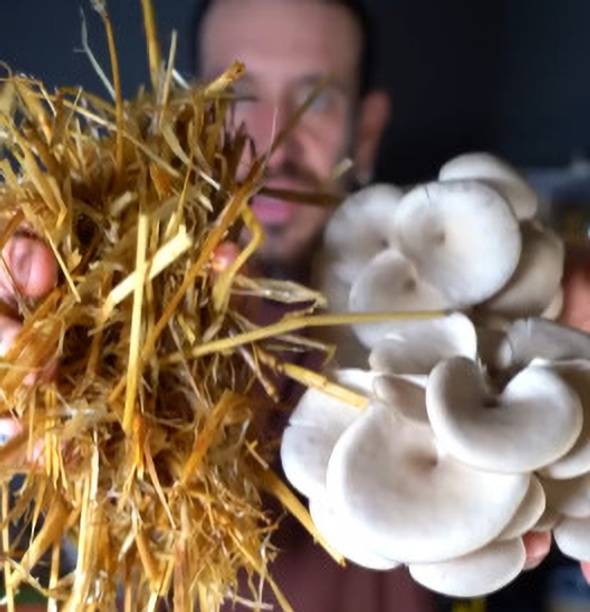 ग्रेनफेल मशरूम 422 Gm व्हाइट ऑयस्टर मशरूम्स 1st जेनरेशन स्पॉन/सीड्स CO2 वैरायटी बीज