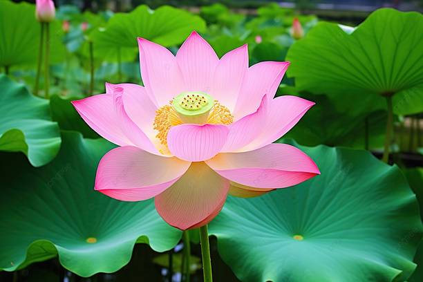 ibains Seeds of lotus Seed