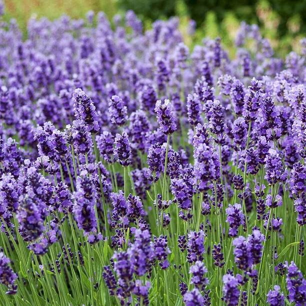 MOOFGA Lavender Lavandula Angustifolia Vera Herb Purple Flower Seed