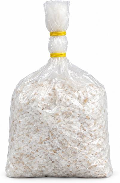 BAGDUTTA Mushroom Seed 100GM, Mushroom Seeds / Spawn, Mushroom seeds for home growing, Oyster Seed