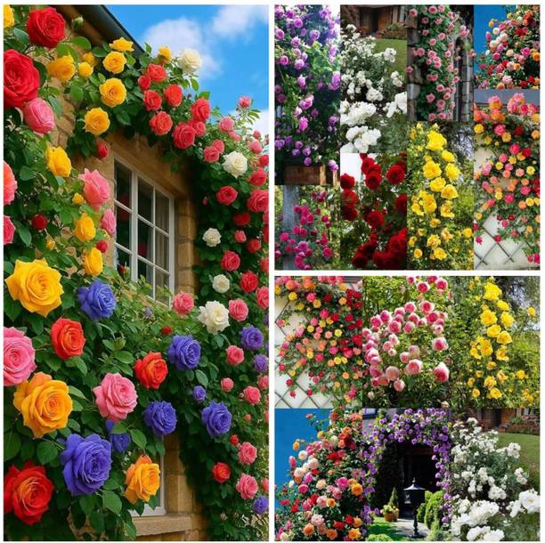Arshiayat Rose flower Seed