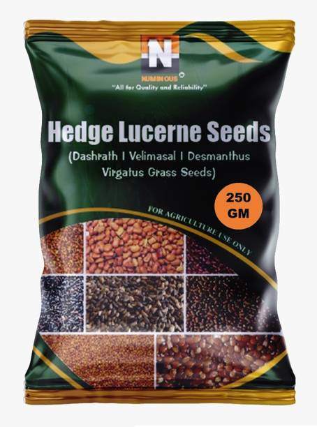 न्यूमिनस हेज लूसर्न, वेलिमासल, दशरथ, देशमंथस विर्गेटस, ग्रास फॉडर बीज