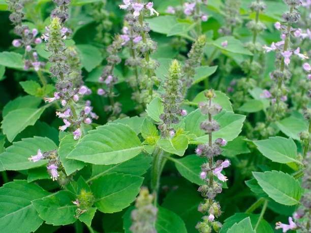 SUNWAN Rama Tulsi,Sacred Basil Plant Seed