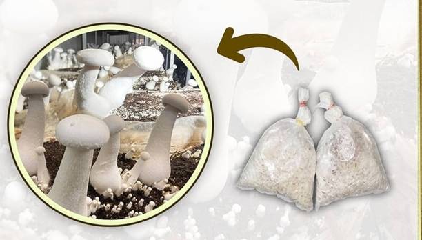 SpawnCraft Organic Milky Mushroom Spawn 200g, Premium Grain Spawn,High Yield Mushroom Farming Seed