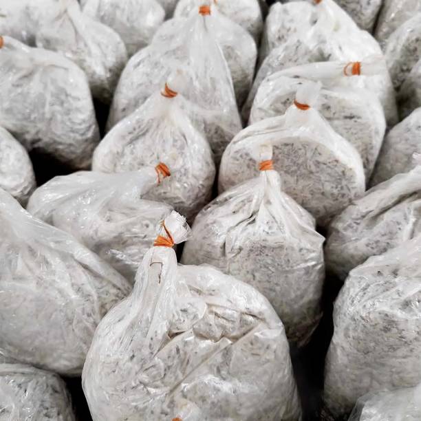 Aero Seeds Oyster Mushroom Seed Seed