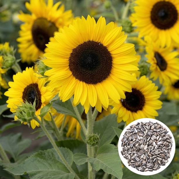 PlantifyNursery Sunflower, Sunflower Seeds, Surajmukhi, Surajmukhi Seeds, High germination Seed