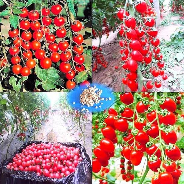 GreekNseeds tomato Seed