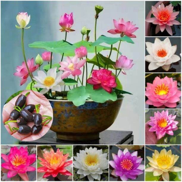 SEEDARIA ™ lotus seeds for home Seed