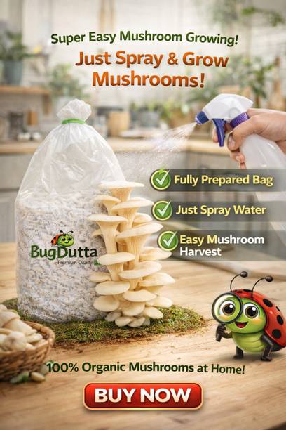Dutta 1 KG Ready Oyster Mushroom Bed with Seeds, Easy Home Grow, Just Spray Water Seed