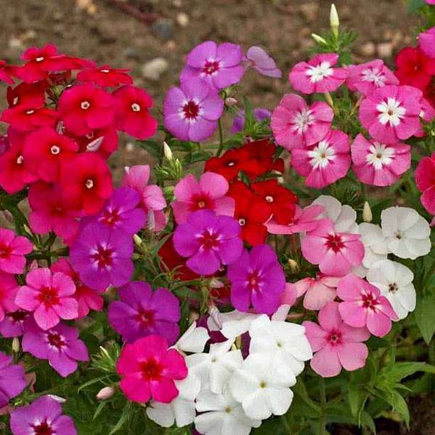 KNESSiN Phlox Beauty Mixed Color - Flower Seeds (40 Seeds) Seed