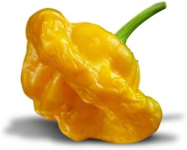 Biosnyg High Yield Yellow Mushroom Pepper Seeds for Home Gardening-(4000 Seeds) Seed