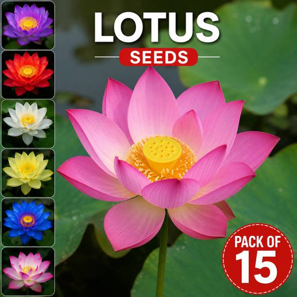 MEESHUHOME Lotus Flower, Sacred Lotus, Indian Lotus Seed