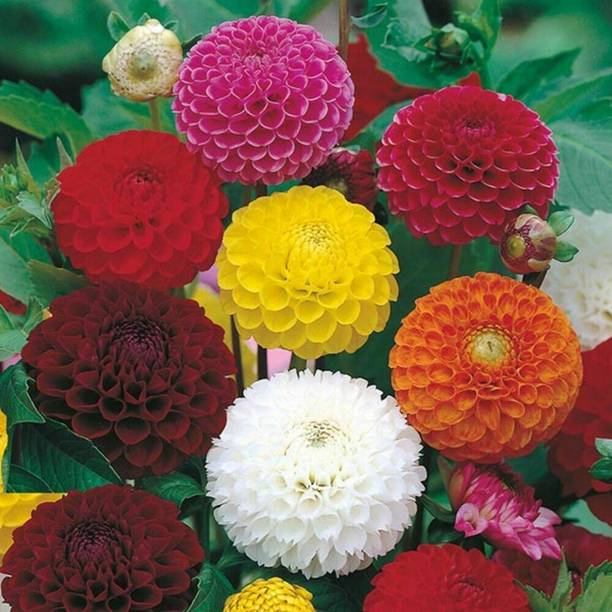 BISWAS Dahlia mixed flower Seed