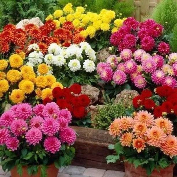 PNOQO Dahlia, Dalia Flower Seed