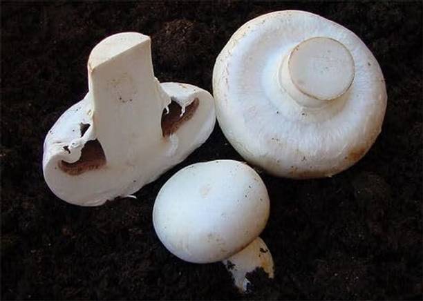 GREENSEA Milky Mushroom Seed