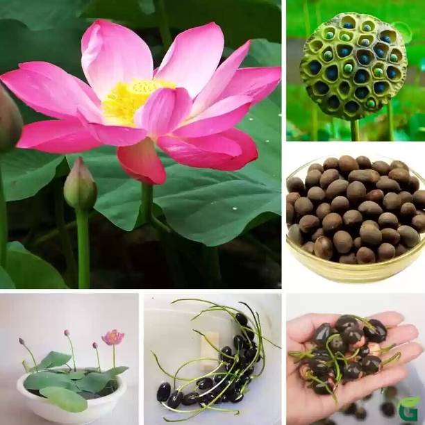 जुई लोटस, कमल, पद्मा बीज