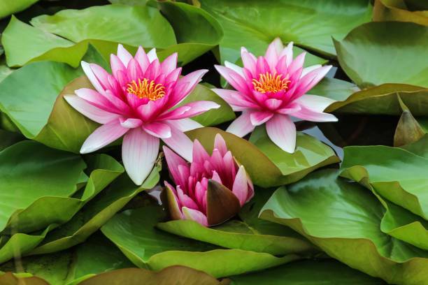 JENY Lotus Seed