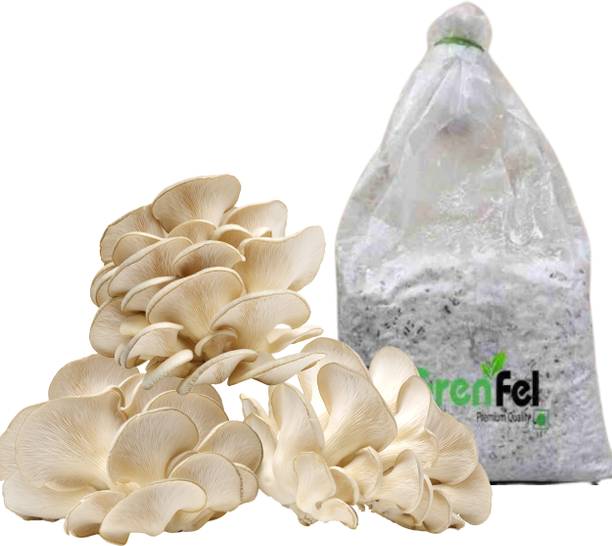 grenfel Mushroom 400 Gm White Mushroom Mushrooms 1st Generation Spawn/Seeds CO2 Variety Seed