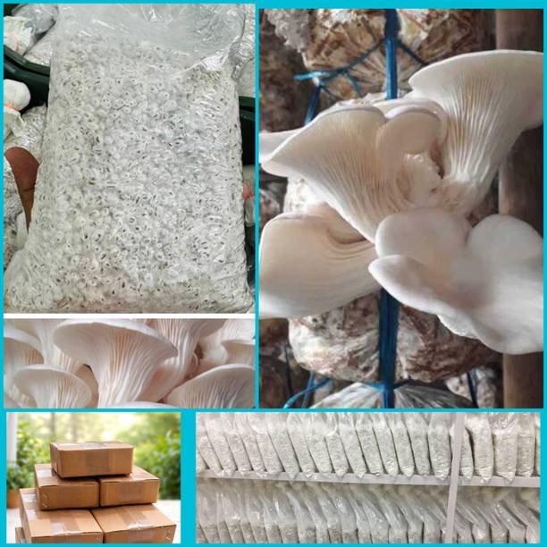 Dutta OYSTER Mushroom Seed CO₂ Variety, Fresh Spawn–Best for Home + 2 GROW BAG FREE Seed