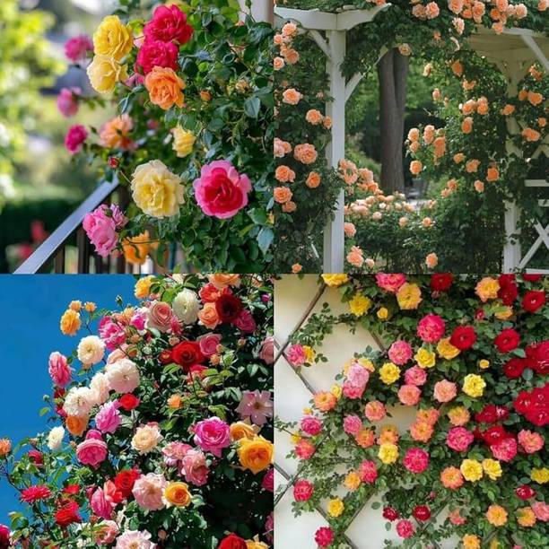 लाइफलेक्स क्लाइम्बिंग रोज़ मिक्स बीज