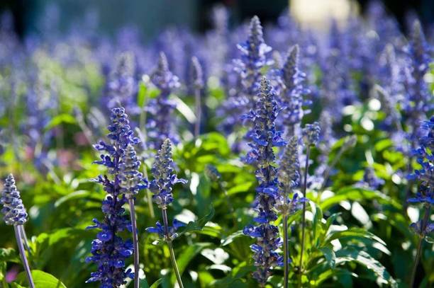 VibeX NDIR-85 - English Lavender Lavandula - (2250 Seeds) Seed