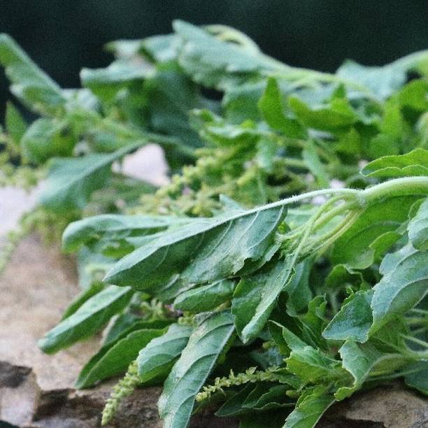 CYBIXES Green Leaf Tulsi Basil Seed