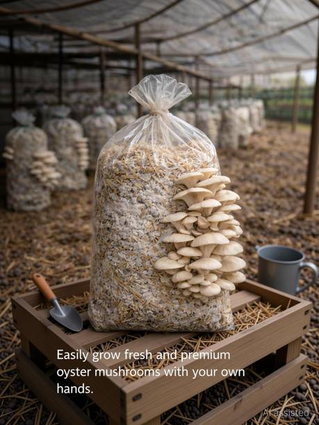 Dutta Oyster Mushroom Growing Kit 1KG | Beginner Friendly | Ready Bed Seed