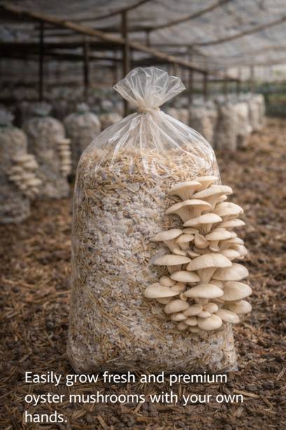 दत्ता ऑयस्टर मशरूम ग्रोइंग किट 1KG | बिगिनर फ्रेंडली | रेडी बेड बीज