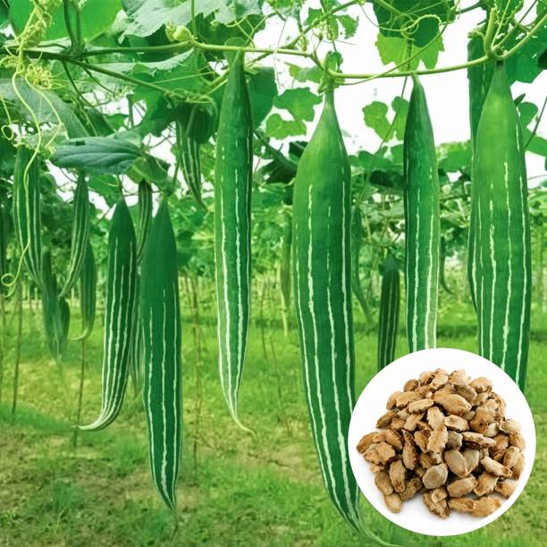 BaidyaNursery Snake Gourd, Chichinda, Chichinga Seed