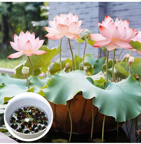 SEMINA VITA multi colour lotus flower seeds Seed