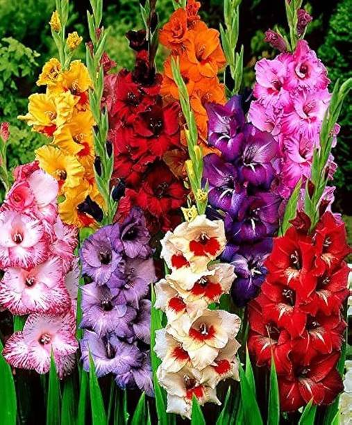 MADDYPLANTATION gladiolus mix Lily Flowers bulbs (Pack of 2 Bulbs)) Seed