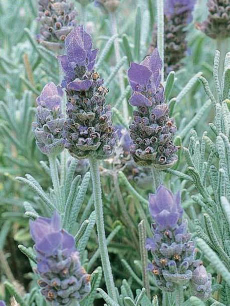 Mozette Organic lavender herb Seed