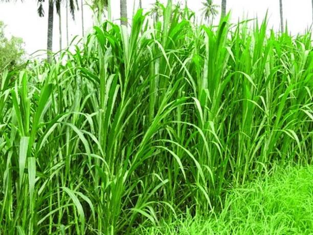 ACap Job Napier grass Seed