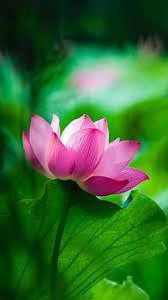CARIBBEAN LOTUS SEEDS Seed