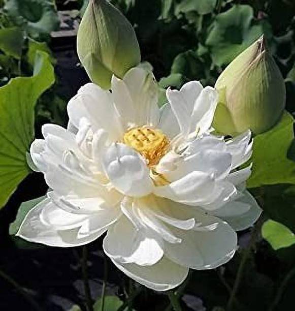 MAA Lotus Seed