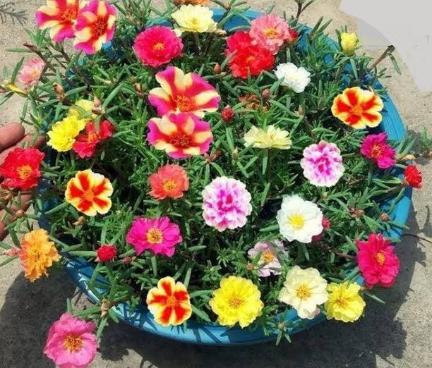 wequaity Hibrid time flower seeds,four O clock flower seeds mix color for home garden Seed