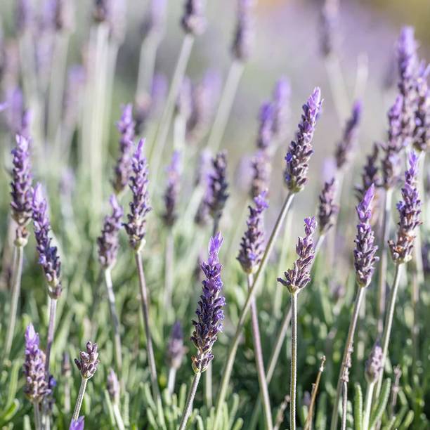 CYBEXIS TLX-92 - Organic Lavender - (2250 Seeds) Seed