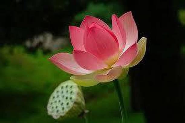 CARIBBEAN LOTUS SEEDS Seed
