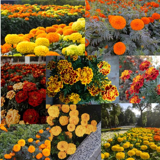 N.G.M. AGROCARE Marigold Mix Hybrid Flower 1000 Seed