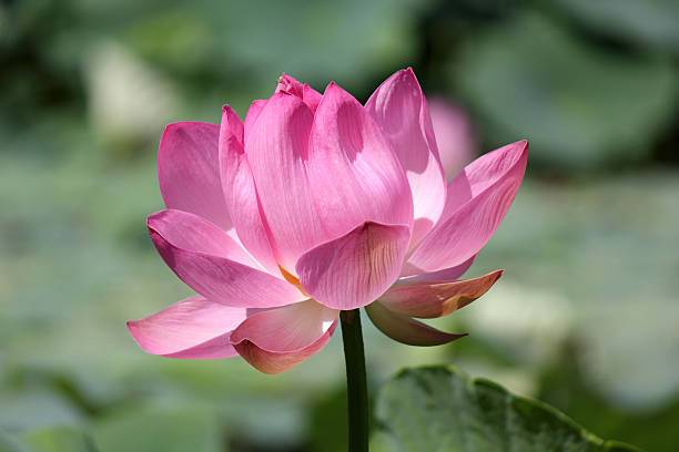 QALANDAR Lotus Seed