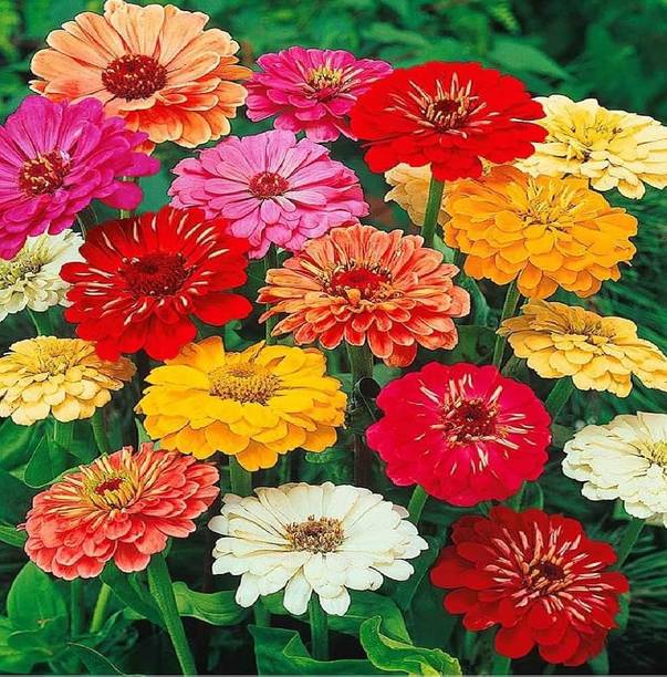 सेमगोल ज़िनिया लिलिपुट फ्लावर बीज