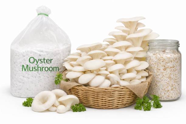 Dutta White Oyster Mushroom Spawn 600g - Fast & Heavy Yield | Easy Home Cultivation Seed