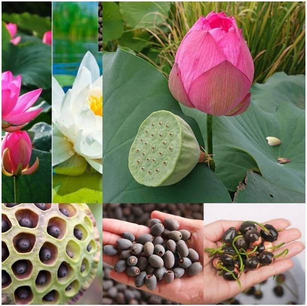 Clint Lotus, Kamal Flower Seed