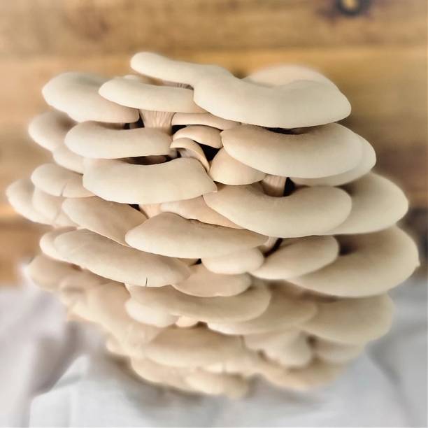 Anandwala mushroom spawn, Oyster Mushroom Seeds Seed