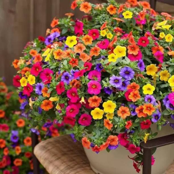 Morbih Petunia Mixed Flower Seed